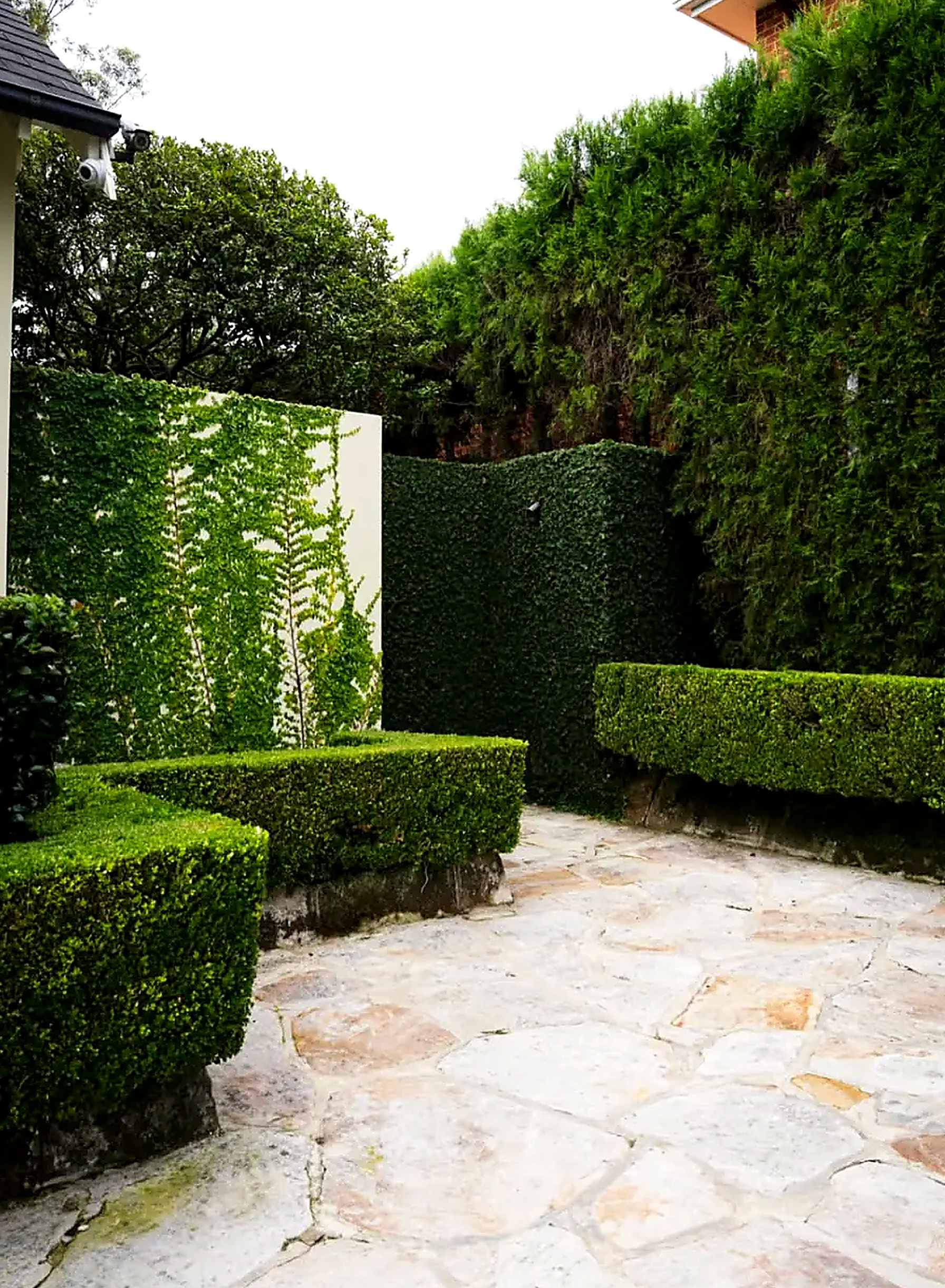 Hedging & Topiary by GOAT Gardens in Sydney