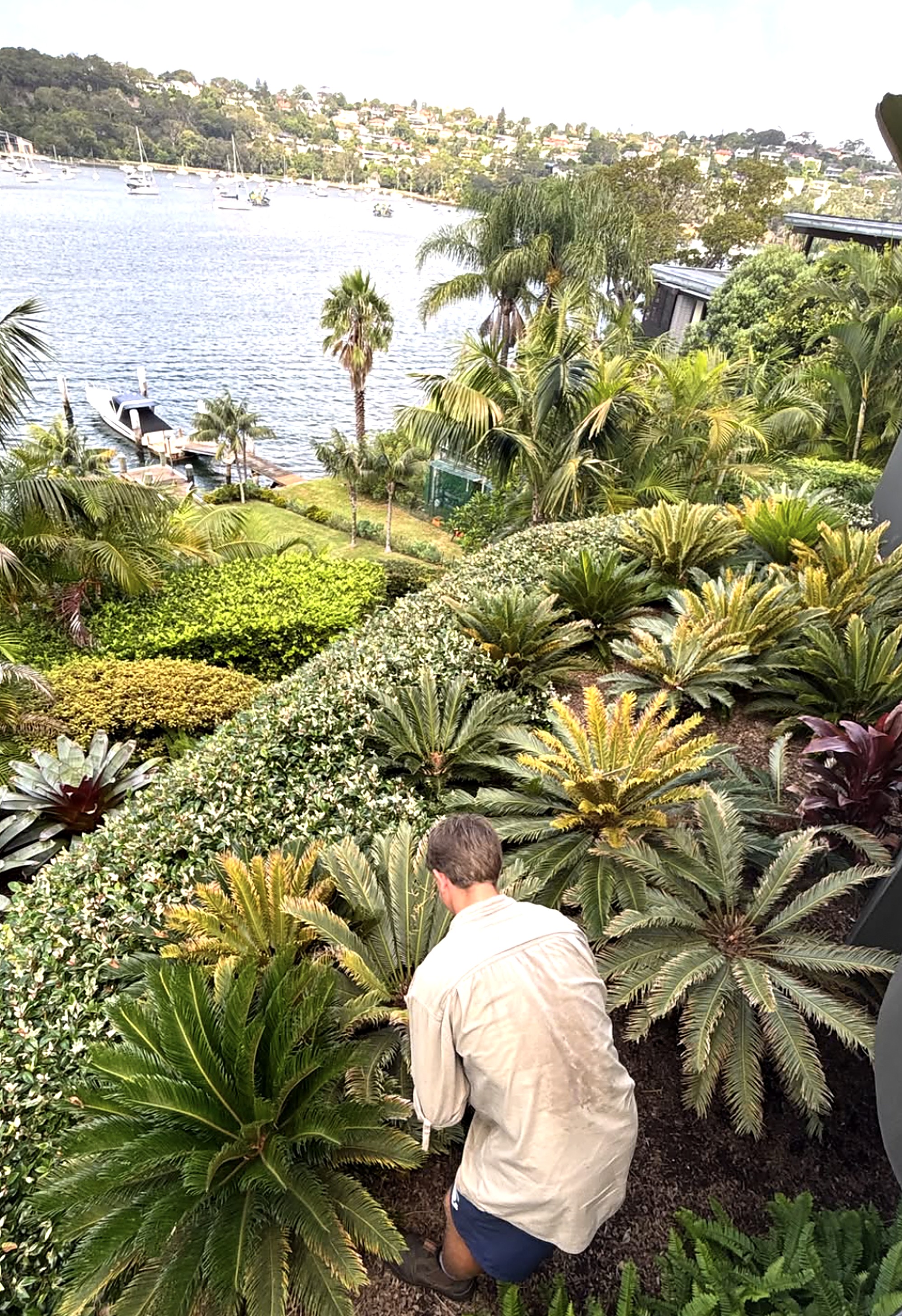 Gardener detailing a terraced harbourside garden of cycads and palms