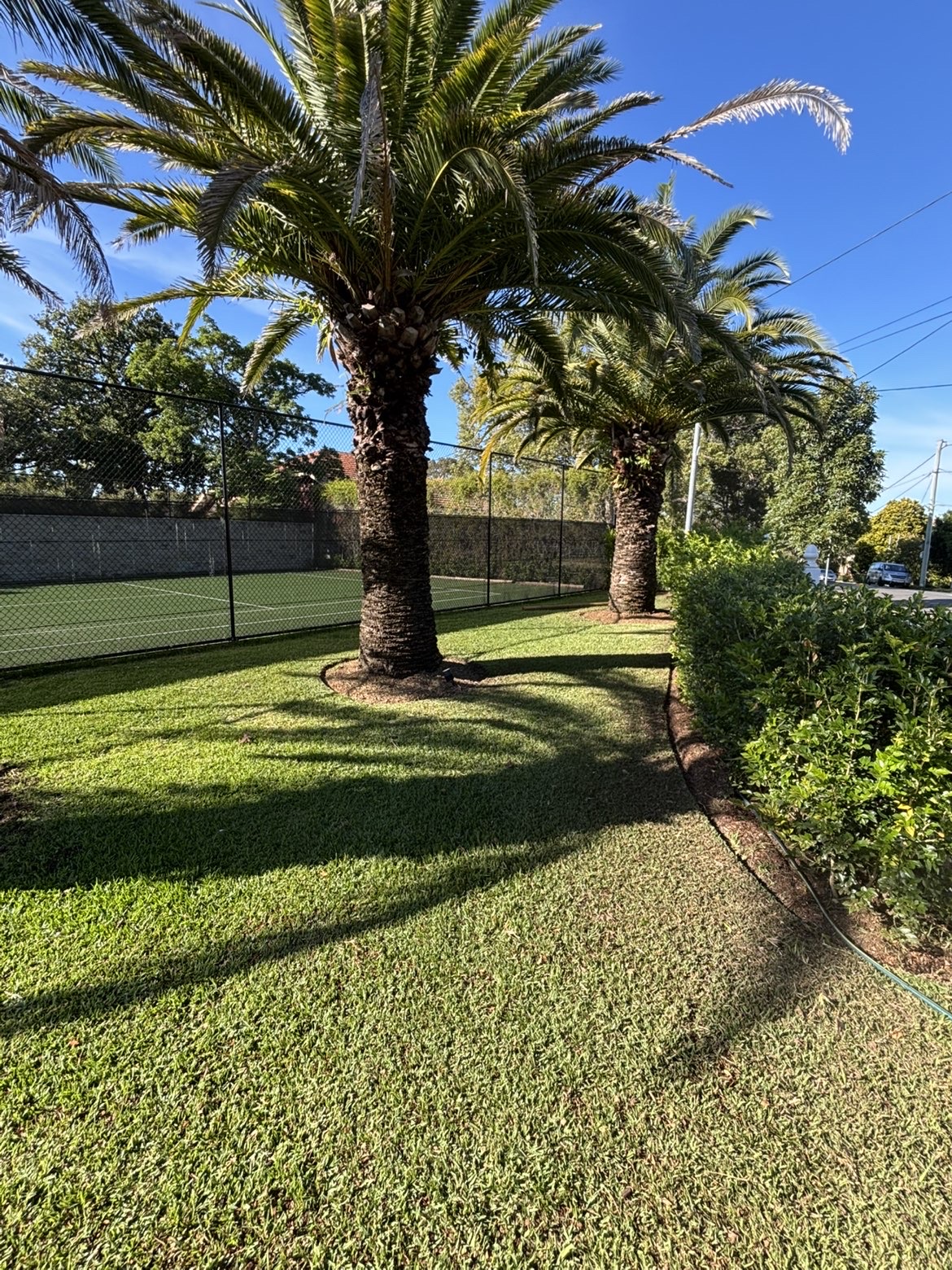 Freshly mown palm lawn beside a tennis court with clipped hedges